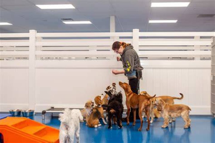 How many days a week should my dog go to daycare?
