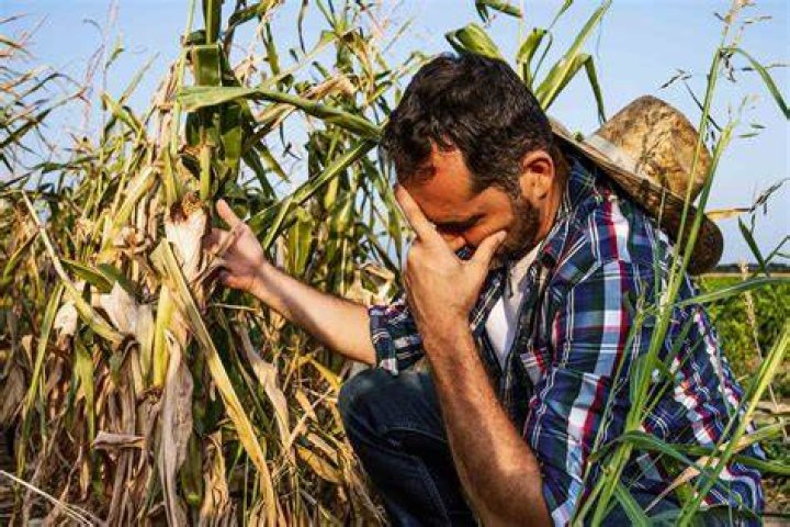 How many years can a farmer show a loss?