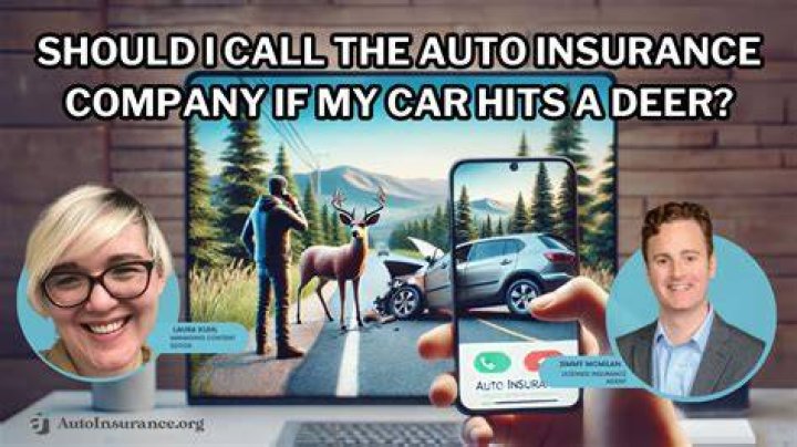 Should I report hitting a deer to my insurance?