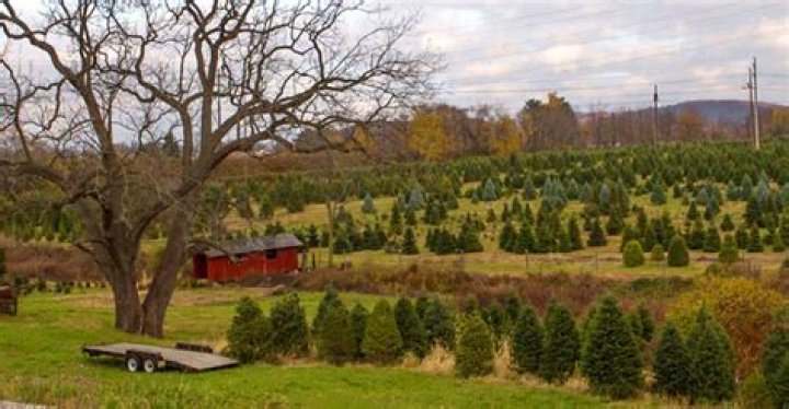 When was the first tree farm?
